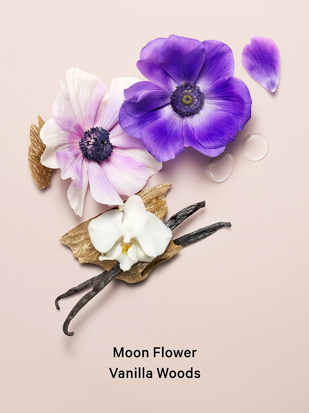 Midnight Blooms Fragrance Lotion